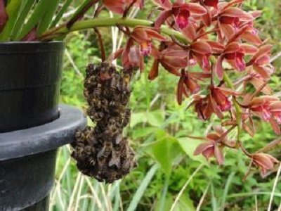 シンビジュームの超能力者！ 女王を呼ぶキンリョウヘンに迫る | Let's